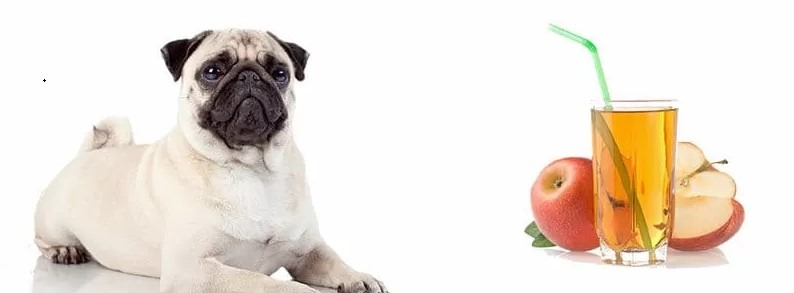 Can My Dog Drink Apple Juice?