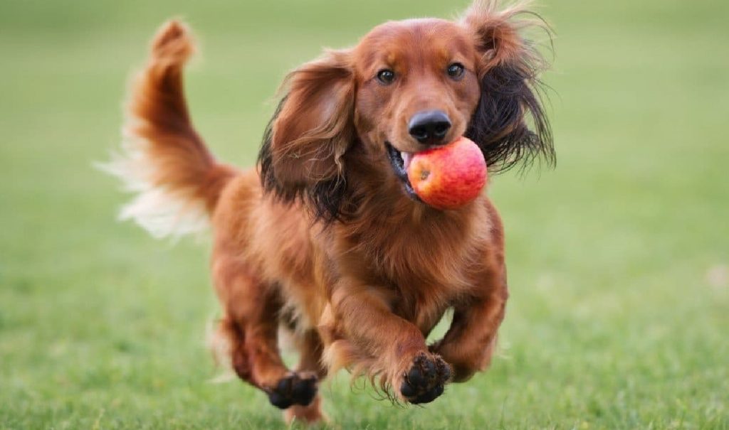 Is Apple Juice Bad For Dogs?
