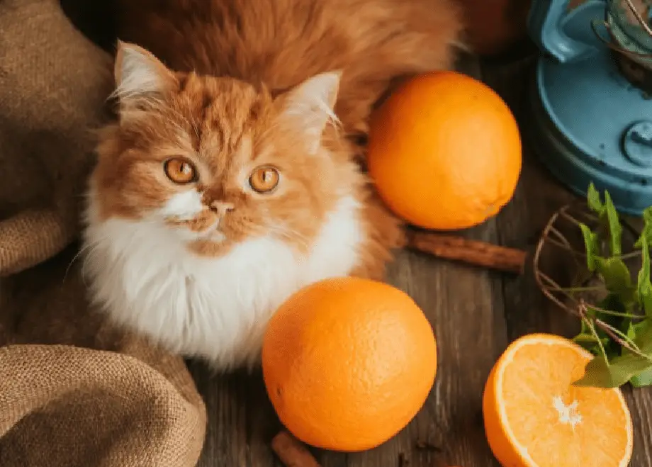 Can Cats Drink Orange Juice?